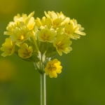 Gulden Sleutelbloem