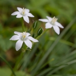 Gewone Vogelmelk