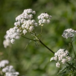 Fluitenkruid