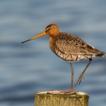 Grutto