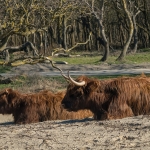 Schotse Hooglander