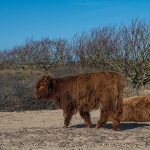 Schotse Hooglander