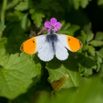 Oranjetipje
