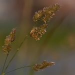 Kropaar