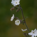 Avondkoekoesbloem