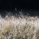 Gras sp.