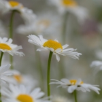 Margriet