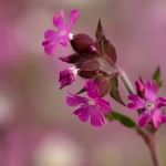 Dagkoekoeksbloem