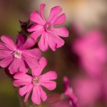 Dagkoekoeksbloem