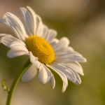 Margriet
