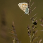 Icarusblauwtje