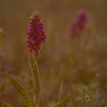 Brede Orchis