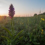 Brede Orchis