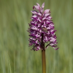 Hybride Soldaatje x Aapjesorchis