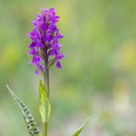 Brede Orchis