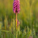 Gevlekte Rietorchis