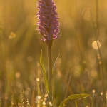 Gevlekte Rietorchis