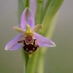 Bijenorchis