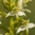 Bergnachtorchis