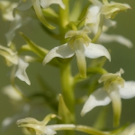 Bergnachtorchis