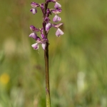 Harlekijn