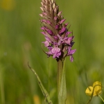 Hybride Bosorchis x Vleeskleurige Orchis