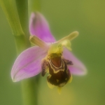 Bijenorchis