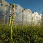 Bijenorchis