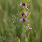 Bijenorchis
