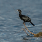Dwergaalscholver