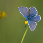 Icarusblauwtje