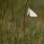 Vals Witje