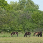 Exmoorpony