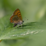 Blauwe Vuurvlinder
