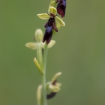 Vliegenorchis