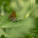 Blauwe Vuurvlinder