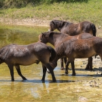 Exmoorpony