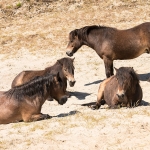 Exmoorpony