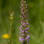 Grote Muggenorchis