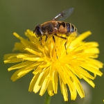Bosbijvlieg