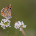 Bruin Blauwtje