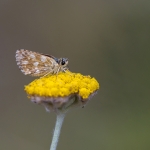 Oostelijk Kalkgraslanddikkopje