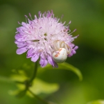 Gewone Kameleonspin