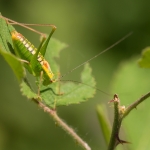Poecilimon jonicus
