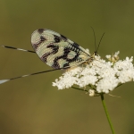 Dwarsbandwimpelstaart