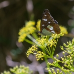 Blauwe IJsvogelvlinder