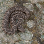 Ottomaanse Adder