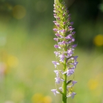 Grote Muggenorchis