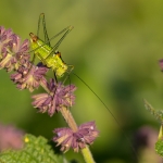 Poecilimon thoracicus