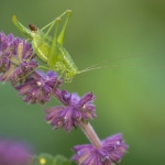 Poecilimon ampliatus